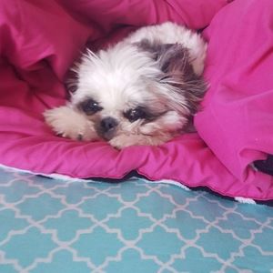 Meet your Posher, Debbie